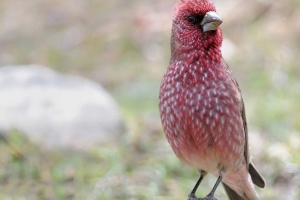 Duża soczewica - piękna śpiewająca wróbel